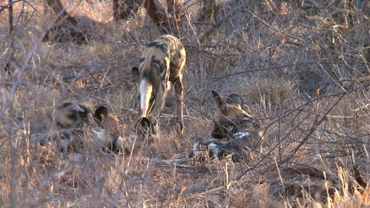 마른 초원에서 장난기 많은 아프리카 들개들이 다리를 쭉 뻗고 서로 놀리고 있다