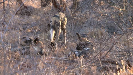 playful african wild dogs in dry grassland stretching their legs and teasing each other