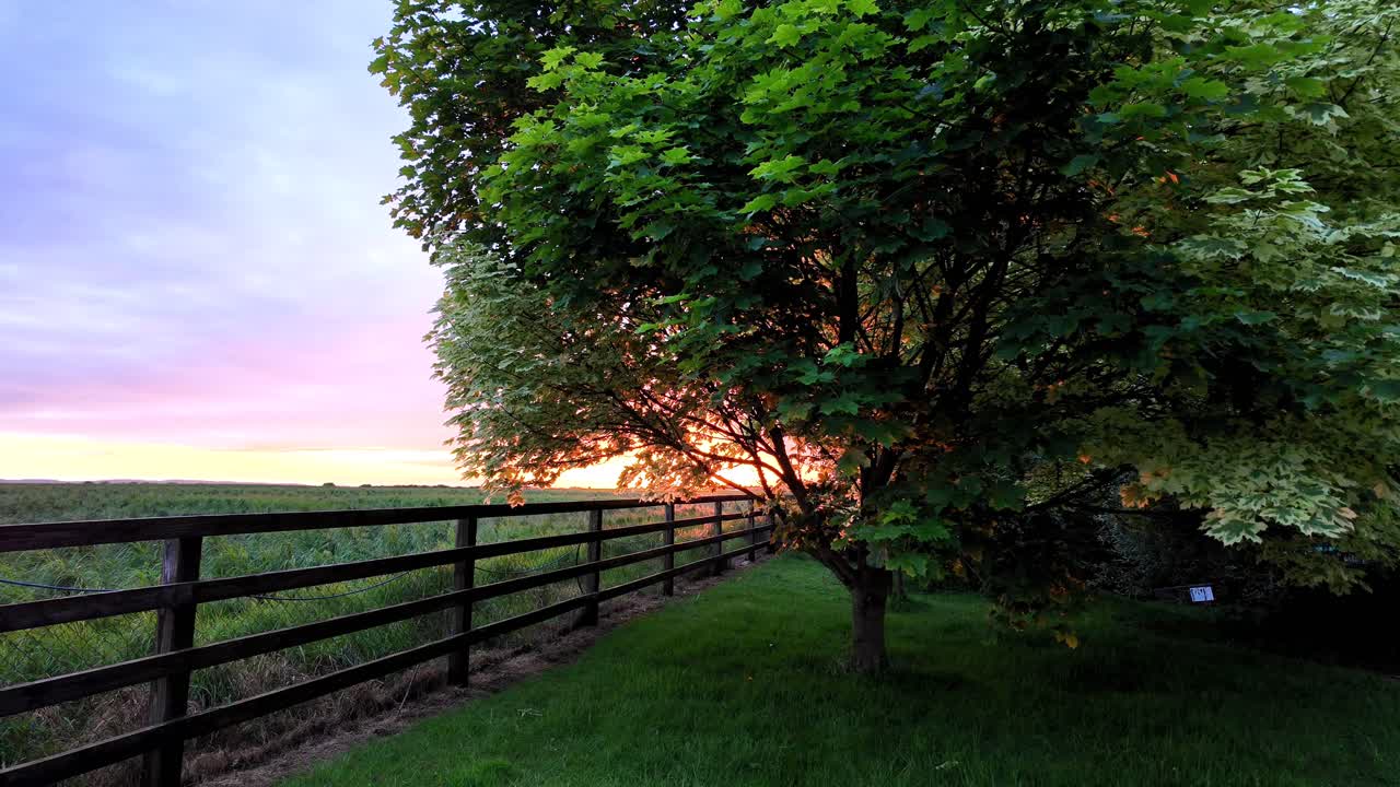 Irlanda: Luoghi epici al tramonto, albero, recinzione in legno e terreni agricoli, paesaggio verde lussureggiante all'inizio dell'estate a Kildare, Irlanda.