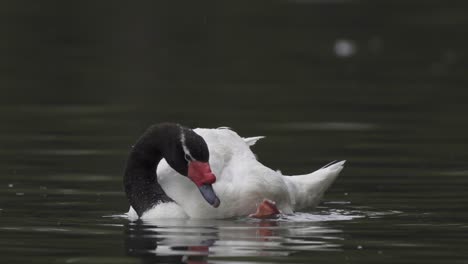 close up of a black-necked swan scratching its head with its palmate foot while floating on a lake