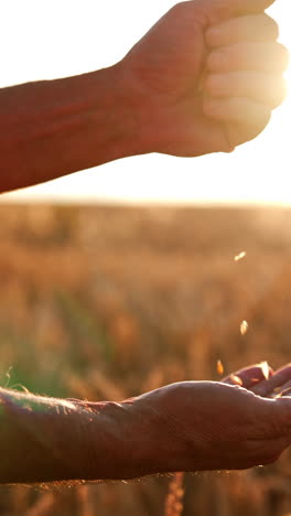 hands of senior farmer pouring wheat grains back and forth. farmland at sunset time at backdrop. close up. vertical video