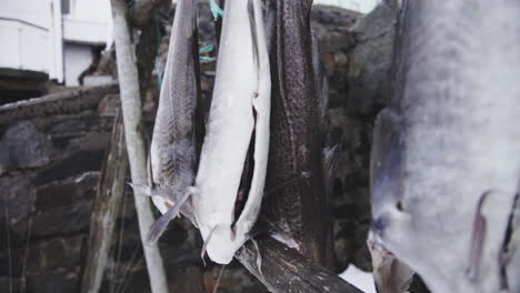 dead fish hanging at european lofoten norway market closeup