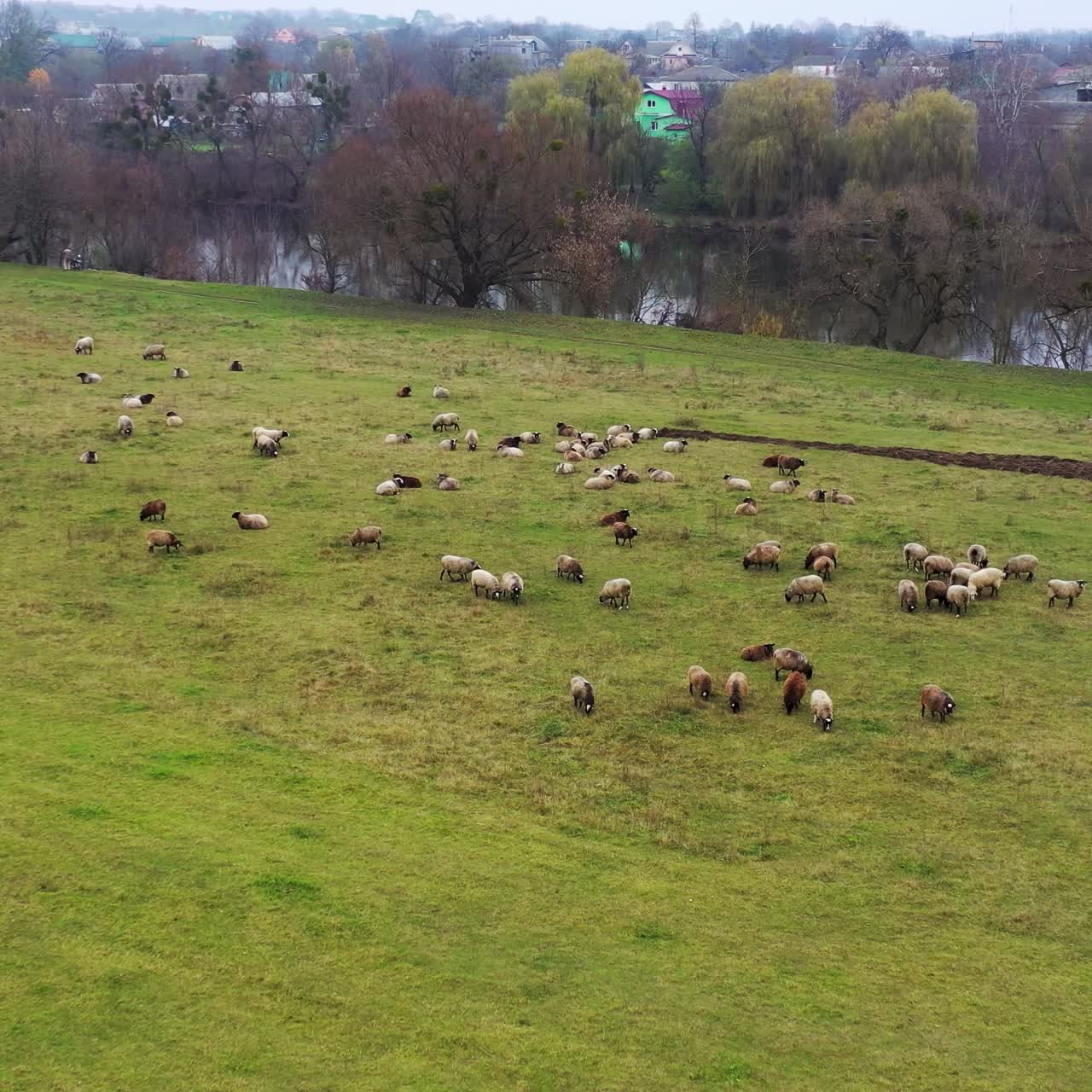 Pasture in the countryside. Herd of sheep grazing on field on rural scenery background. Group of woolly animals on a meadow. Livestock agriculture.