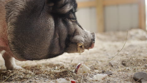 Portrait-of-a-huge-gray-boar,-eating-an-apple-with-his-eyes-closed