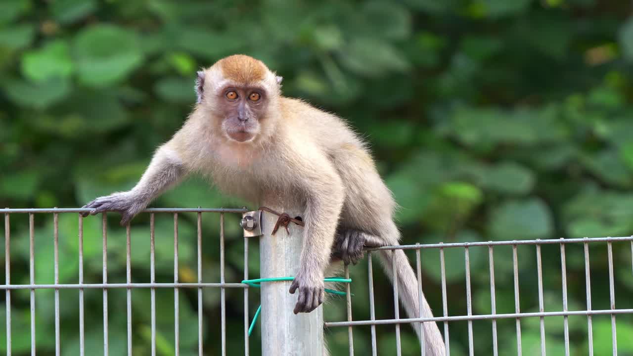 un juguetón joven macaco de cola larga subiendo por encima de la valla de metal, preguntándose curiosamente alrededor de los alrededores, disparo de cerca