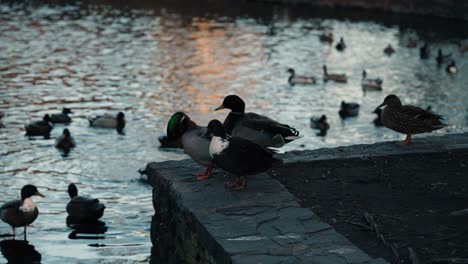 Duck-scratching-feathers-Lititz-pa