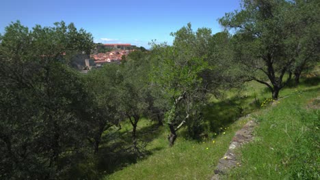 Schwenk-Mit-Starken-Winden,-Die-Durch-Die-Bäume-Auf-Den-Hügeln-über-Der-Südfranzösischen-Hafenstadt-Collioure-Wehen