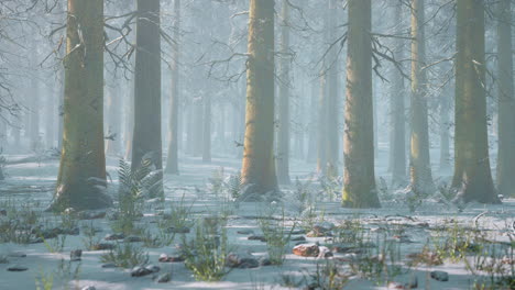 impressive view of fog and sunlight after frost on the pine forest