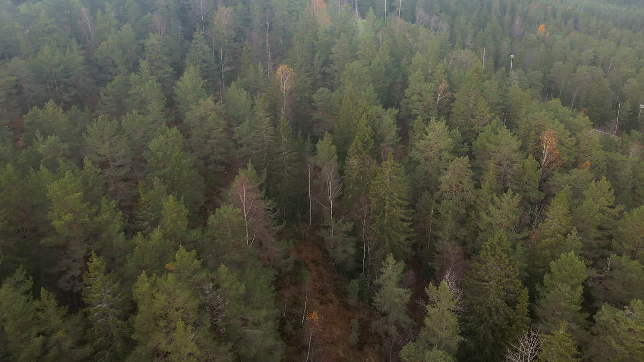 Ripresa aerea con drone di una pineta in Norvegia in una giornata luminosa