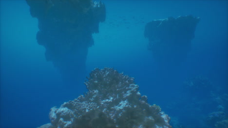 underwater view of a vibrant coral reef