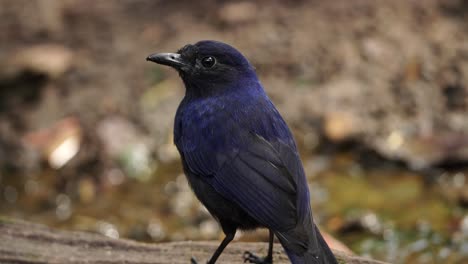 close up of a javan whistling thrush or myophonus glaucinus from behind standing with a small flowing backgound