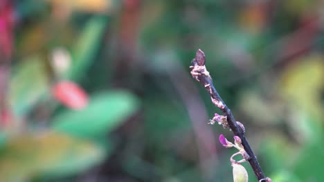 Close-Shot-of-Wasp-Collect-Floral