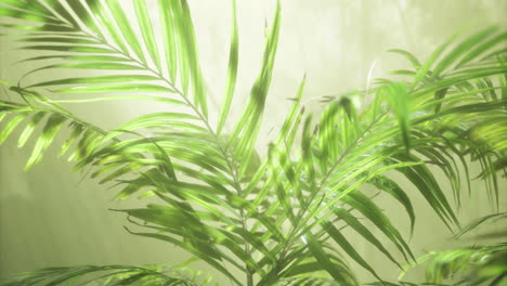 lush green palm leaves bask in soft sunlight filtering through treetops