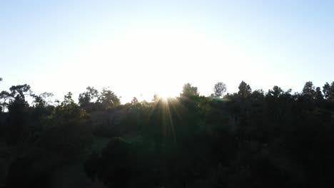 Drone-shot-of-multiple-palm-trees-panning-left-during-golden-sunset-hour-with-sun-peeking-through-palm-trees-and-clear-blue-skies-in-Los-Angeles,-California-park