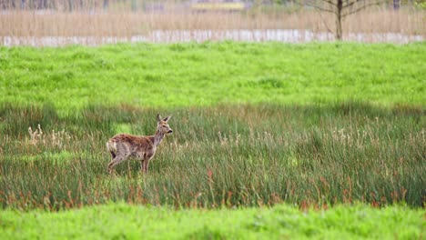 Roe-deer-doe-standing-in-grassy-meadow-in-breeze,-looking-around