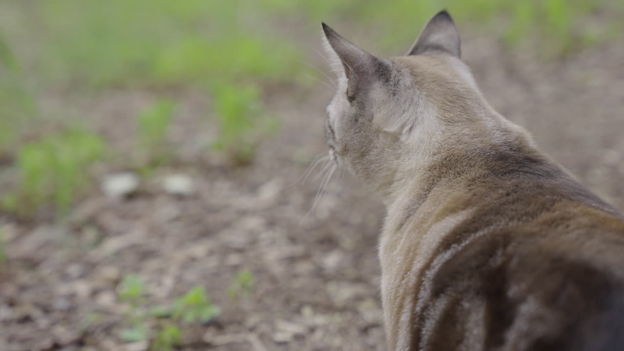 hermoso gato gris a rayas gira la cabeza escucha algo en cámara lenta 4k