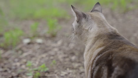 Schöne-Grau-Gestreifte-Katze-Dreht-Den-Kopf-Und-Hört-Etwas-In-Zeitlupe-4k