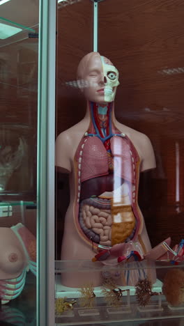samples in anatomical museum. plastic dummy of a human with internal parts. human organs in formaldehyde collected on shelves. vertical video