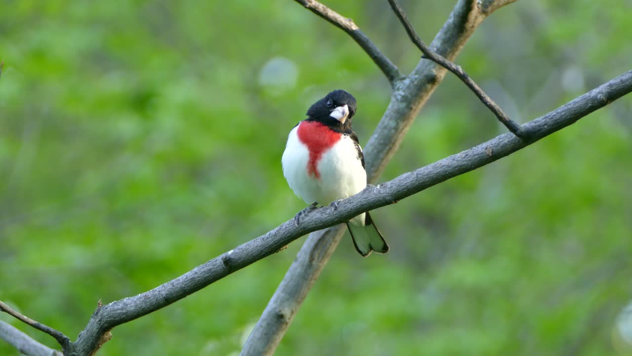 un hermoso pájaro blanco, rojo y negro con un pico blanco sentado en una rama delgada