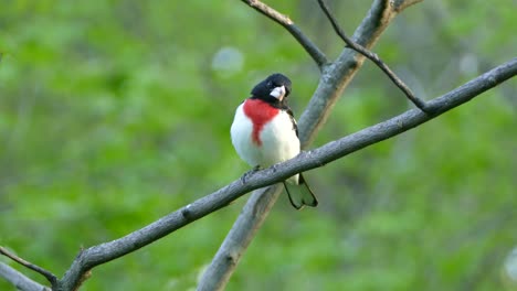 a beautiful white, red, and black bird with a white beak sitting on a thin branch