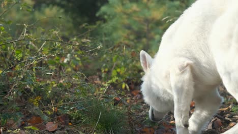 white dog sniffing in forest, panning shot