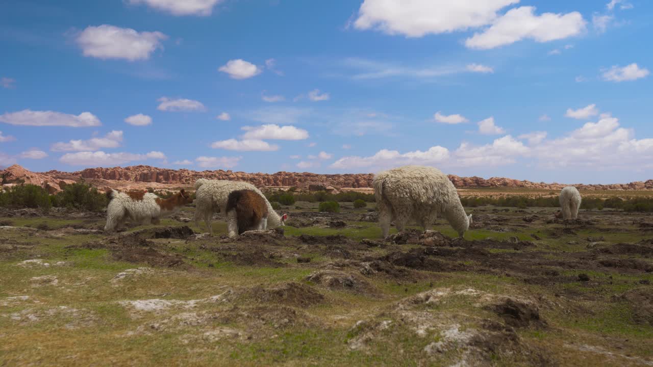 푸른 하늘 아래 경치 좋은 바위 언덕 을 가진 광활 한 볼리비아 고원 에서 먹이 를 먹는 알파카 들