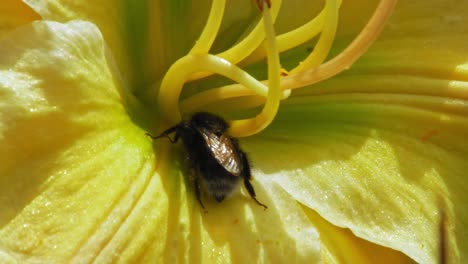 Makro-Einer-Hummel,-Die-Nektar-Am-Stempel-Der-Blume-Sammelt