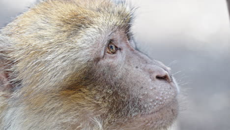 Close-up-of-a-Barbary-macaque-gazing-thoughtfully-in-Azrou-forest,-Morocco