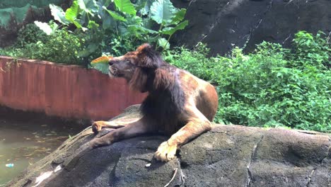 Ein-Männlicher-Löwe,-Der-Sich-Sonnt-Und-Auf-Dem-Felsen-Kratzt