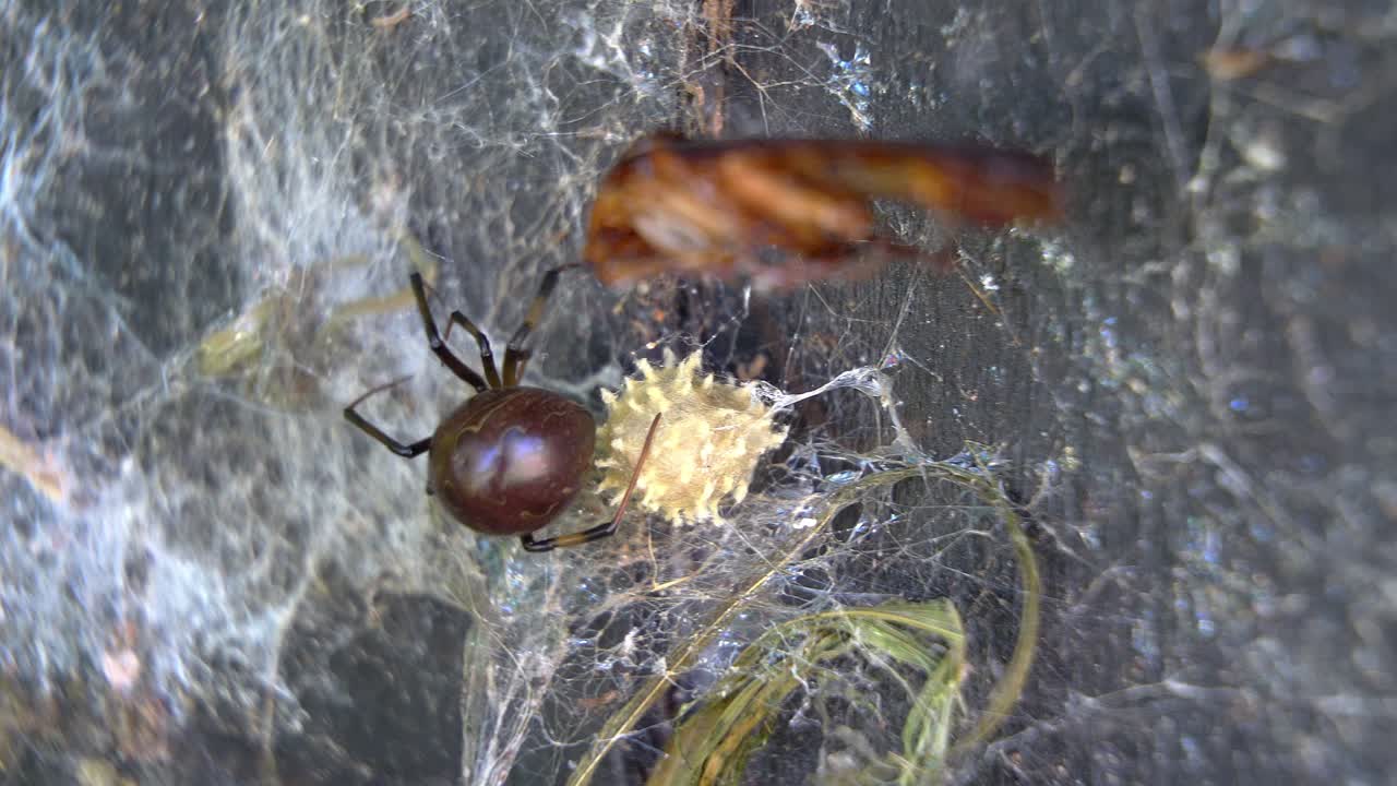 Brown Widow Spider with Egg Sac