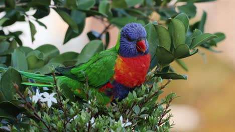 el loro vibrante interactúa con el follaje verde y las flores