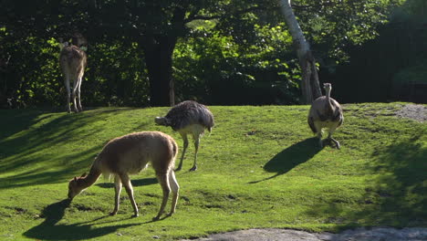 emus y vikunja tomando el sol en el zoológico al aire libre