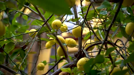 cerca de limones que crecen en un árbol verde