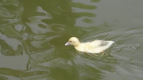 little yellow baby duckling swimming a greenish lake filmed in high resolution slow motion 4k 120fps