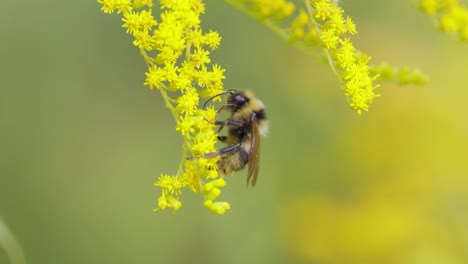 Abejorro-Peludo-Polinizando-Y-Recolecta-Néctar-De-La-Flor-Amarilla-De-La-Planta