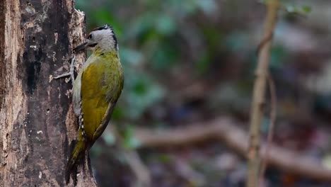 el pájaro carpintero de cabeza gris también se llama pájaro carpintero de cara gris que se encuentra en muchos parques nacionales de tailandia y es muy particular al elegir su hábitat para que prospere