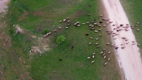 Flock-of-Bulgarian-sheep-herded-by-shepherd-cross-track-drone-view