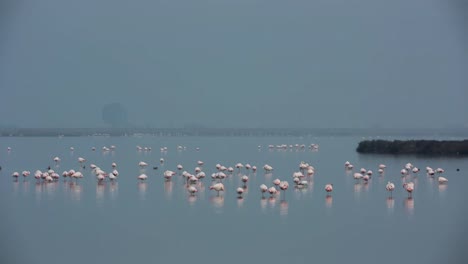 flamencos delta 24