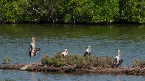 Die-Kamera-Zoomt-Heran-Und-Zeigt-Diese-Großen-Vögel,-Die-Sich-Auf-Dem-Damm-Sonnen-Und-Ausruhen,-Den-Buntstorch-Mycteria-Leucocephala,-Thailand