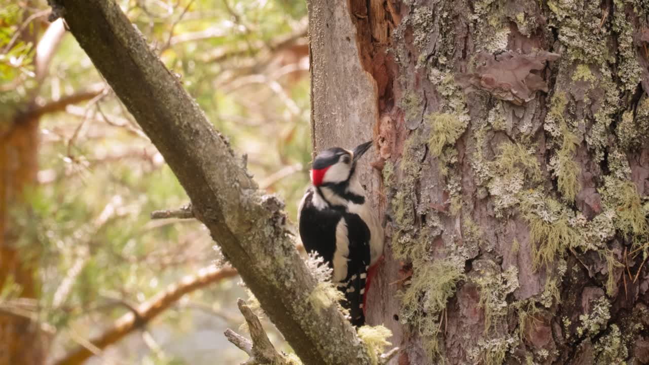 gran pájaro carpintero manchado en un árbol en busca de comida. gran carpintero manchado (dendrocopos major) es un carpintero de tamaño mediano con plumaje negro y blanco y una mancha roja en la parte inferior del vientre