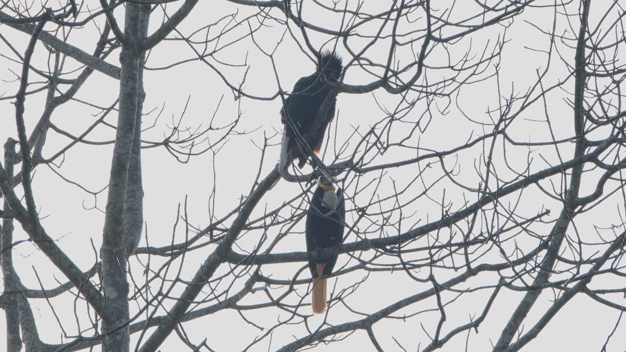 A pair of male and female Wreathed Hornbill Rhyticeros undulatus perching behind the bare branches of a tree.