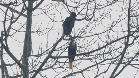 a pair of male and female wreathed hornbill rhyticeros undulatus perching behind the bare branches of a tree.