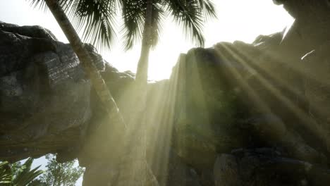 grandes palmeras en la cueva de piedra con rayos de luz solar