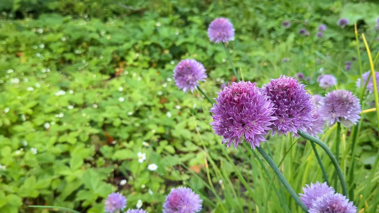 Purple Chive flower Allium schoenoprasum blooming in garden, gardening detail