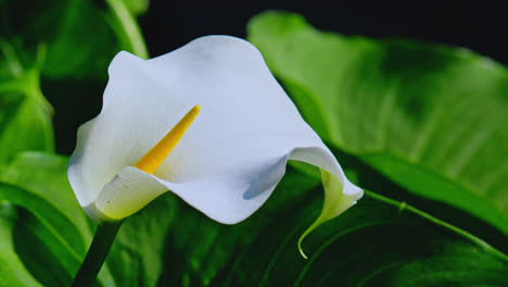 primer plano de una flor de calla lily rodeada de frondoso follaje verde