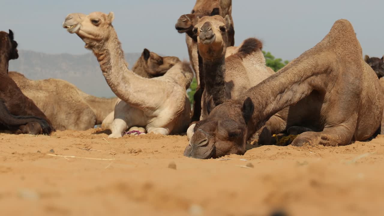 camellos en la feria de pushkar, también llamada feria de camellos de pushkar o localmente como kartik mela es una feria anual de varios días de ganado y cultural que se celebra en la ciudad de pushkar, rajasthan, india.