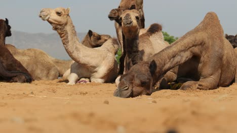 Camels-at-the-Pushkar-Fair,-also-called-the-Pushkar-Camel-Fair-or-locally-as-Kartik-Mela-is-an-annual-multi-day-livestock-fair-and-cultural-held-in-the-town-of-Pushkar-Rajasthan,-India.