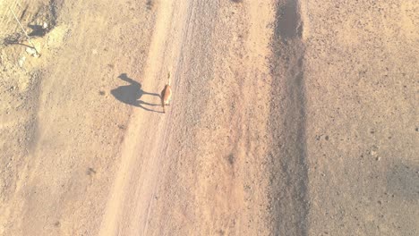 top shot of a camel walking slowly in the desert