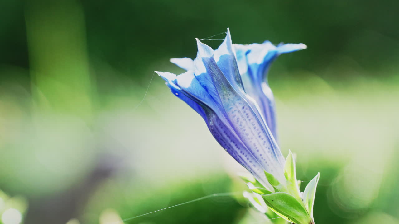 Close up of a single vibrant blue gentian flower with purple details. The wild plant gently moves in the breeze on a sunny day