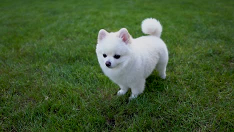 cute little white pomeranian spitz standing on the grass in the garden.